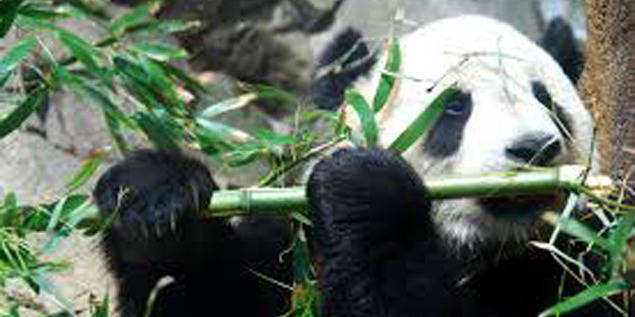 Deux pandas à Pairi Daiza, le Zoo d'Anvers indigné