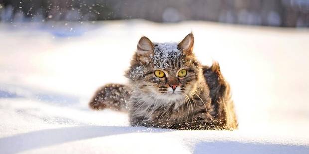 Les Chats Naiment Pas La Neige Dh Les Sports