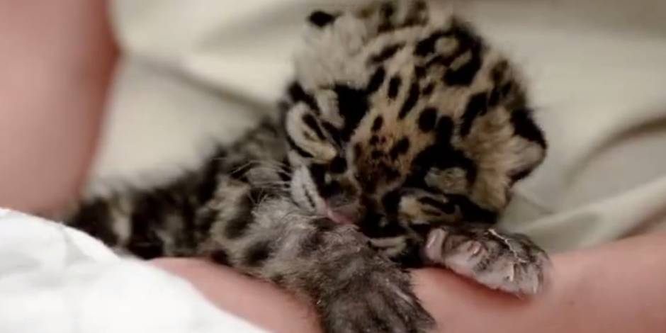 Un Bebe Leopard Bien Fatigue S Endort En Direct Dh Les Sports