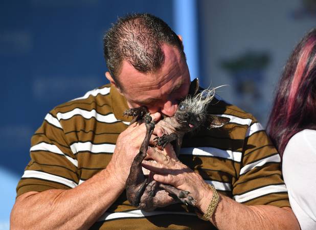 Le Concours Du Chien Le Plus Laid Au Monde Photos Dh Les Sports