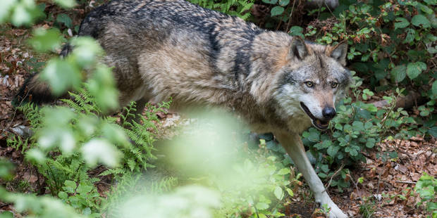 Le Loup Est En Belgique Que Faire Si Vous Tombez Nez à Nez