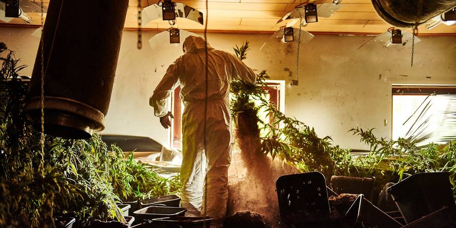 Plus de 2.800 pots de cannabis à Waterloo : trois ans de prison